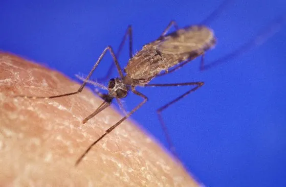 African Malaria Mosquito